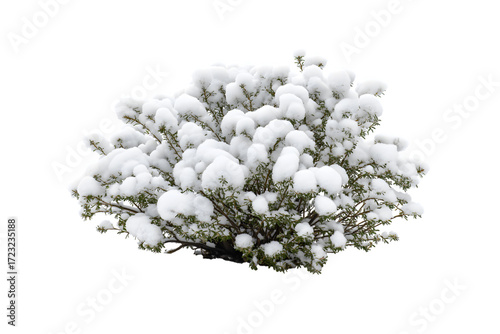 Snow-covered bush during wintertime isolated on white background