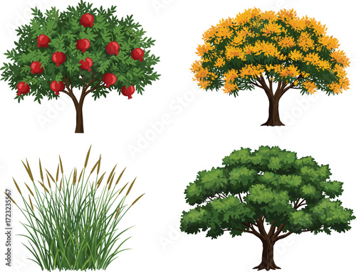 Pomegranate fruit tree, flowering yellow tree, tall wild grass, lush deciduous tree, natural vegetation illustration, botanical greenery, landscape design, educational element