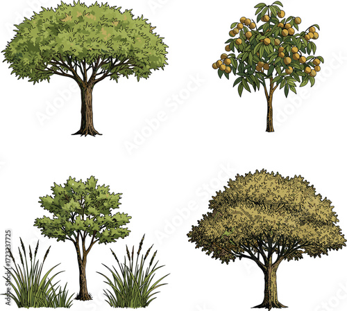 Fruit tree with orange fruits, tall green grass with seed heads, large deciduous tree with broad canopy, botanical vegetation illustration, natural landscape design