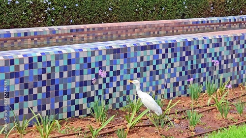 a Cattle Egret at The Arab League Park (Parc de la Ligue arabe ) is an urban park in Casablanca, Morocco
