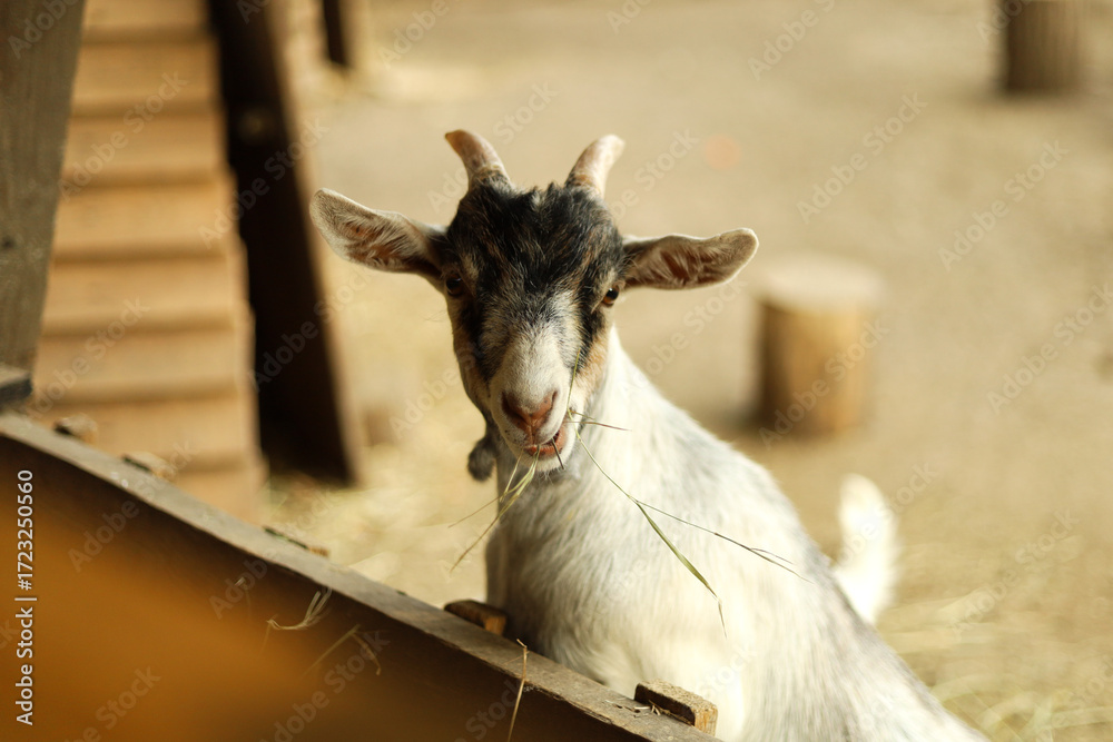 Obraz premium Goat looking out from behind a wooden fence outdoors.