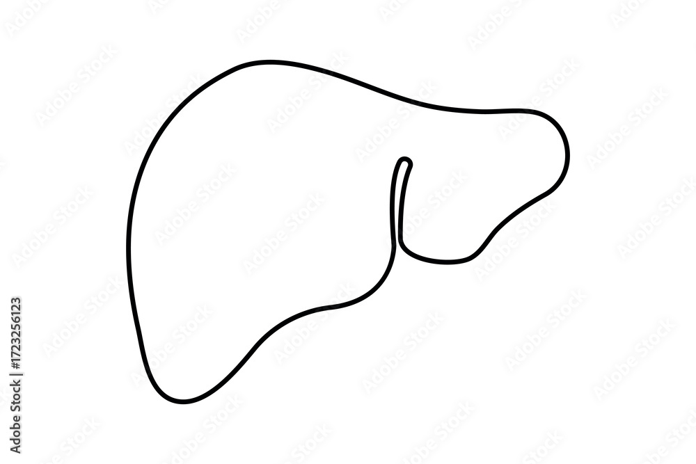 Obraz premium Continuous one line drawing of liver anatomy minimalist design isolate organ outline vector illustration 