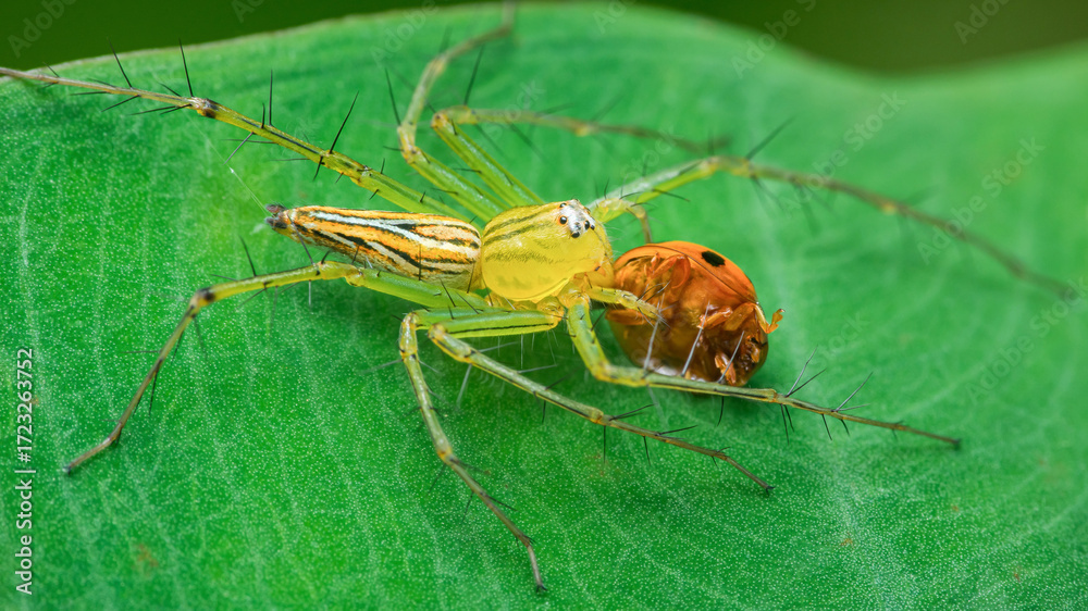 Fototapeta premium Green lynx spider devouring ladybug on leaf