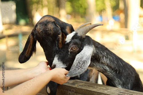 Obraz na płótnie Two goats being hand-fed at a petting zoo
