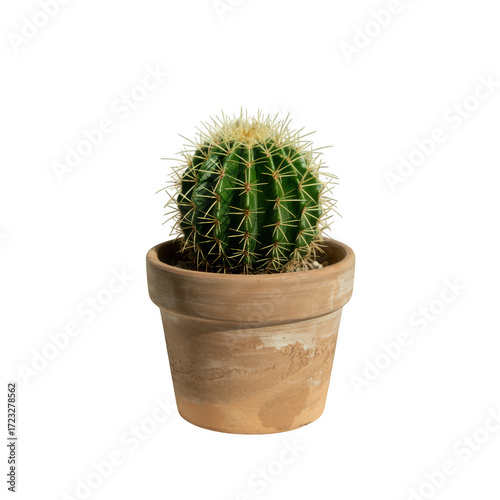 Small green barrel cactus in a terracotta pot against on a transparent background succulent plant