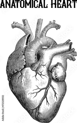 Detailed Anatomical Human Heart Vector
