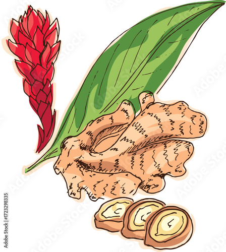 vector illustration of garlic plant