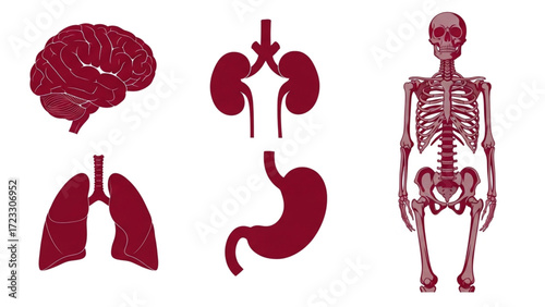 Detailed anatomical illustrations of the human body showcasing the brain, lungs, kidneys, stomach, and skeleton for medical reference or education.