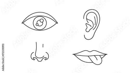 Discover the senses with elegant line art of eye, ear, nose, and tongue, perfect for modern health and wellness concepts.