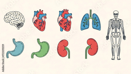 Visually engaging collection of essential human organs and skeletal system for educational and medical presentations, offering clear, modern medical graphics.