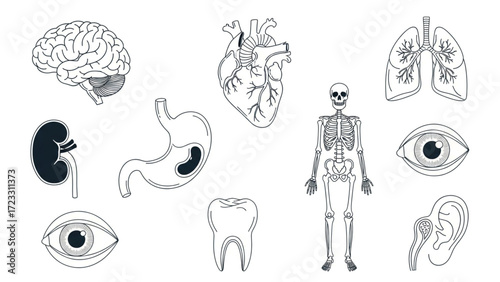 Professional medical icons depicting human anatomy including brain heart lungs skeleton stomach kidney eye tooth ear for educational or healthcare presentations