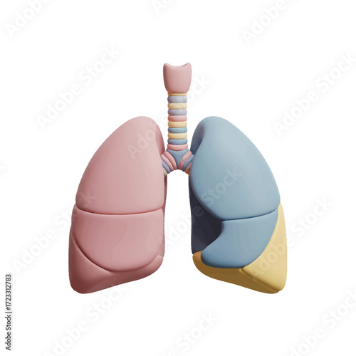 3D Anatomical Model of Human Lungs, Respiratory System Organ