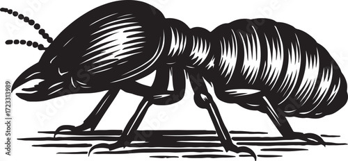 Detailed black and white woodcut illustration of a large ant with intricate lines and shading on a white background