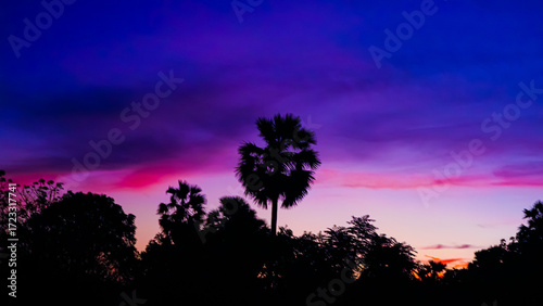 silhouette of trees and blue sky at sunset