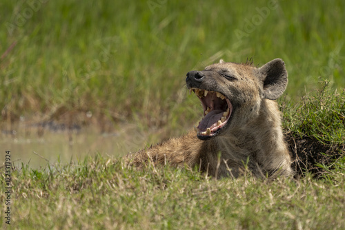 View of a spotted hyena with its mouth wide open, lounging in the vibrant green grass under the sun, its coat a mix of tans and browns, Seronera, Mara Region, Tanzania.