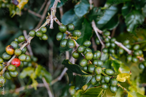 Coffee bean berry plant fresh seed coffee tree growth in green eco organic farm. Close up red ripe seed robusta arabica berries harvest for coffee garden. Fresh coffee bean green leaf bush