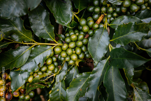 Coffee bean berry plant fresh seed coffee tree growth in green eco organic farm. Close up red ripe seed robusta arabica berries harvest for coffee garden. Fresh coffee bean green leaf bush