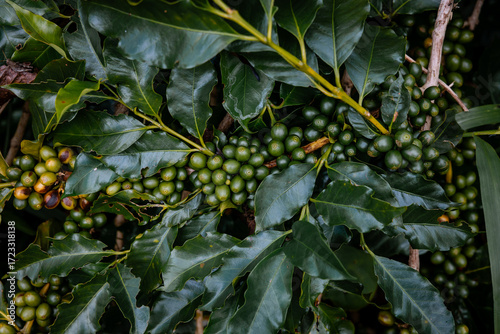Coffee bean berry plant fresh seed coffee tree growth in green eco organic farm. Close up red ripe seed robusta arabica berries harvest for coffee garden. Fresh coffee bean green leaf bush