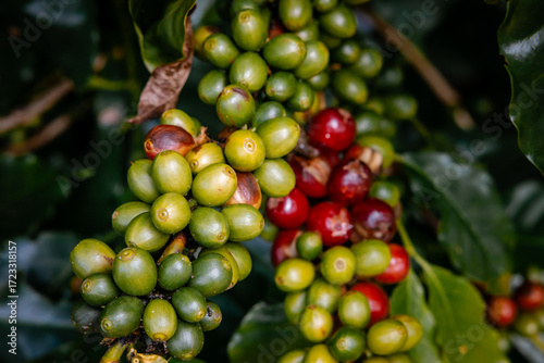 Coffee bean berry plant fresh seed coffee tree growth in green eco organic farm. Close up red ripe seed robusta arabica berries harvest for coffee garden. Fresh coffee bean green leaf bush