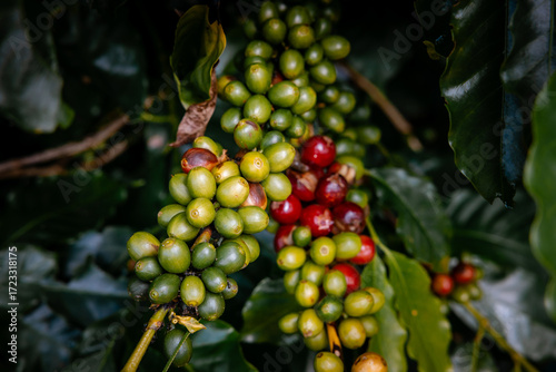 Coffee bean berry plant fresh seed coffee tree growth in green eco organic farm. Close up red ripe seed robusta arabica berries harvest for coffee garden. Fresh coffee bean green leaf bush