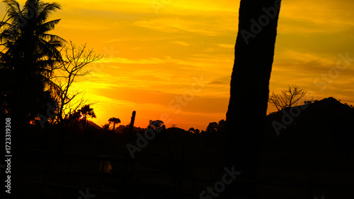 silhouettes of trees at sunset