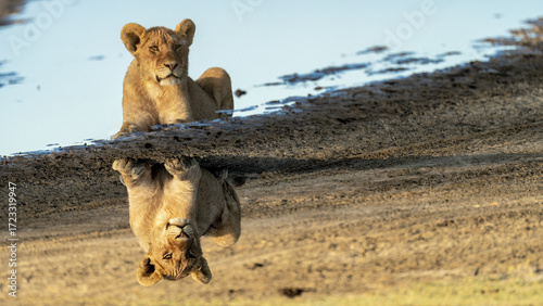 View of a young lion resting near a pool of water, its reflection shimmering in the liquid surface, creating a mirrored image of the serene scene, Seronera, Mara Region, Tanzania.