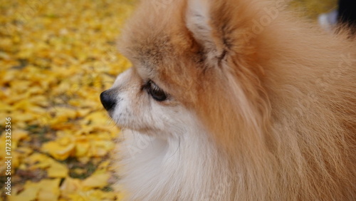 pomeranian dog portrait