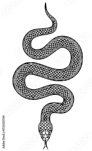 Detailed black and white illustration of a snake