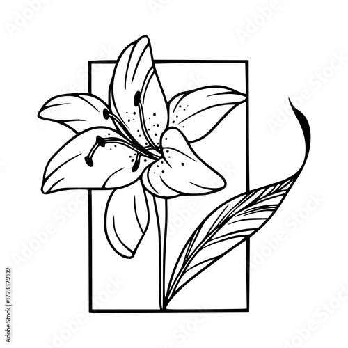 elegant lily flower line art with geometric frame