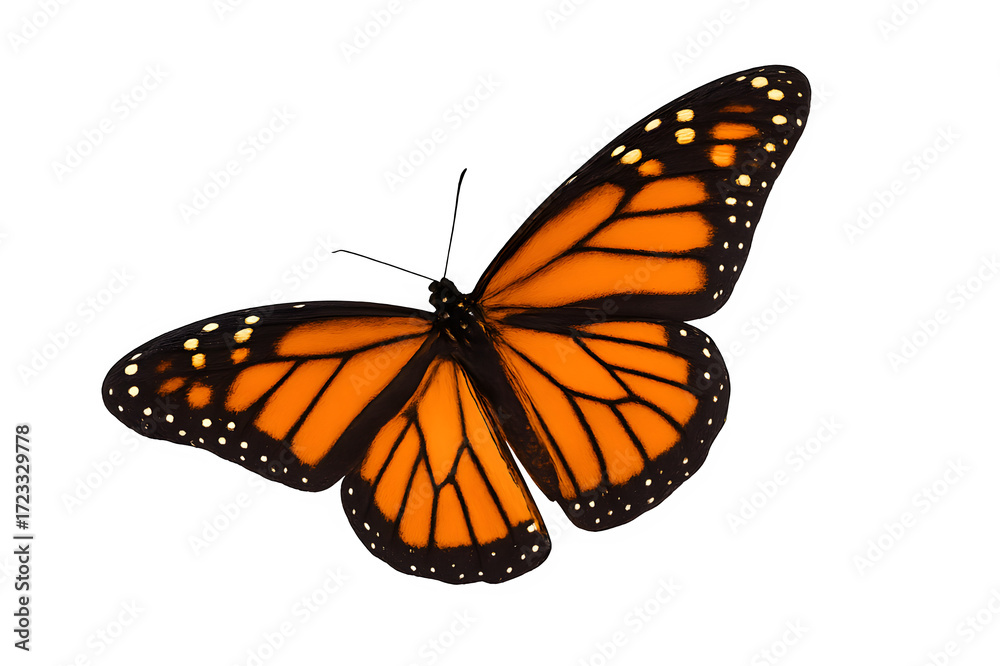 Fototapeta premium Monarch Butterfly Isolated with Transparent Wings Spread