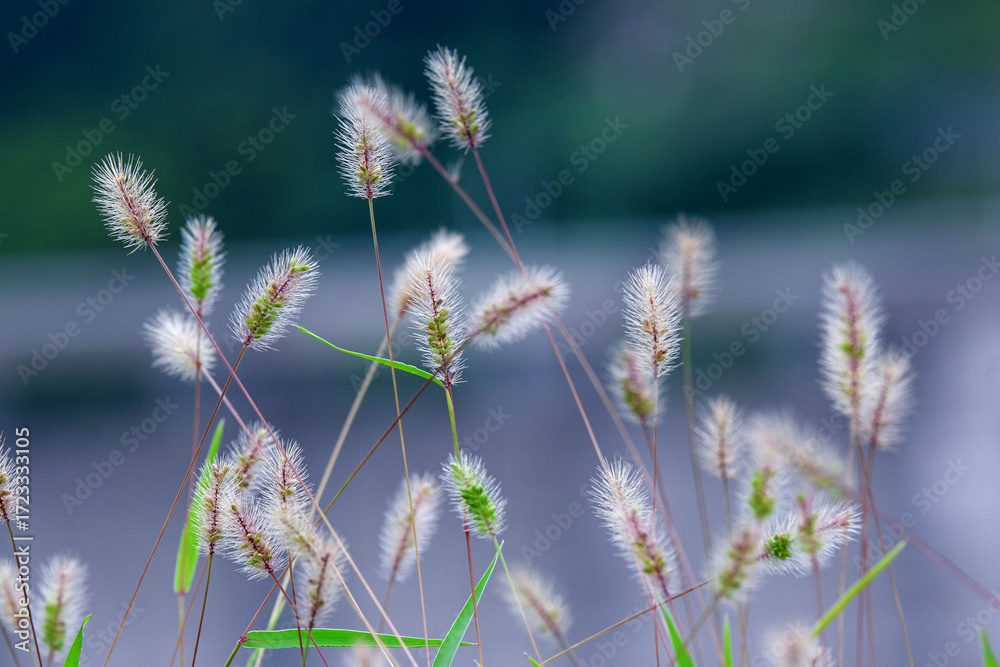 Obraz premium 可愛い猫じゃらし