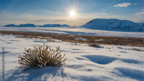 Snow-covered landscape with a bush in the foreground, mountains in the background, and a bright sun