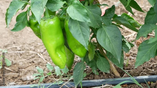 Old varieties of green peppers in the garden ripe and ready to harvest. Production of healthy and organic food on small plots