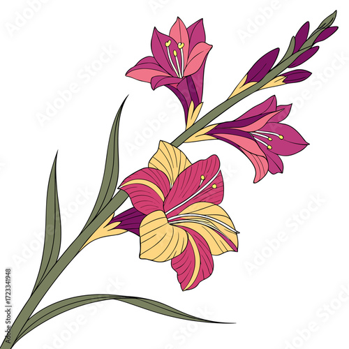 glamorous gladiolus on white background 