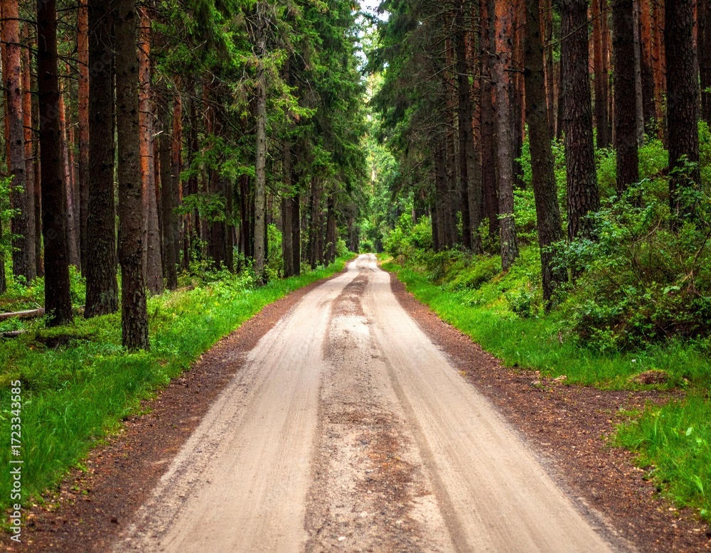 Fototapeta premium Forest Road Through Lush Trees.