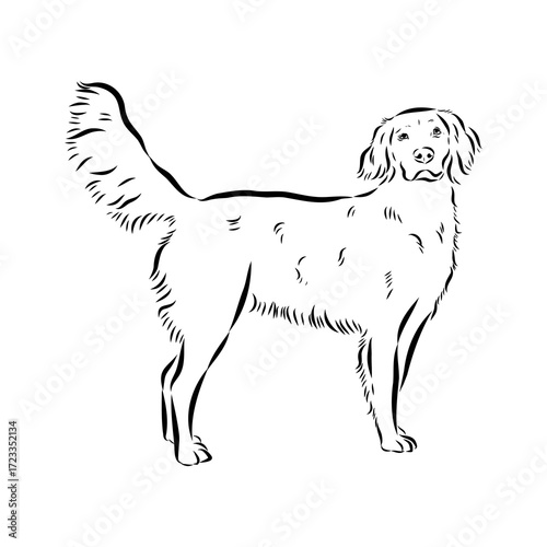 munsterlander, vector sketch