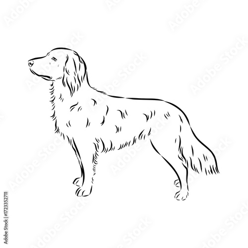 munsterlander, vector sketch