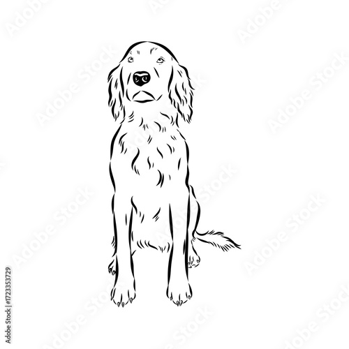 munsterlander, vector sketch