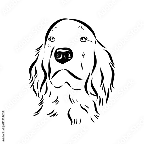 munsterlander, vector sketch