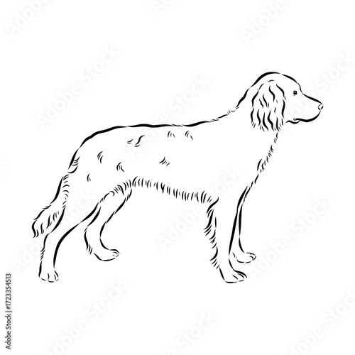 munsterlander, vector sketch