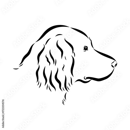 munsterlander, vector sketch