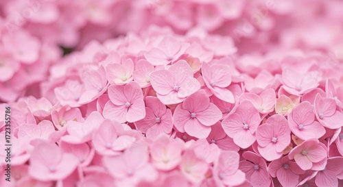 Pink Hydrangea Blossom Close Up