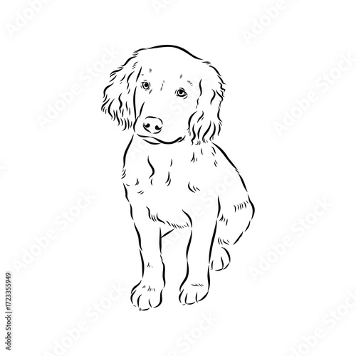 munsterlander, vector sketch