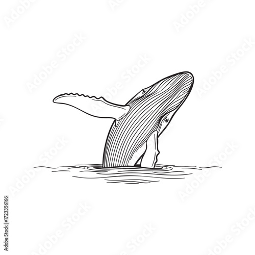 Humpback whale breaching from water in a simple black and white line drawing animal creature