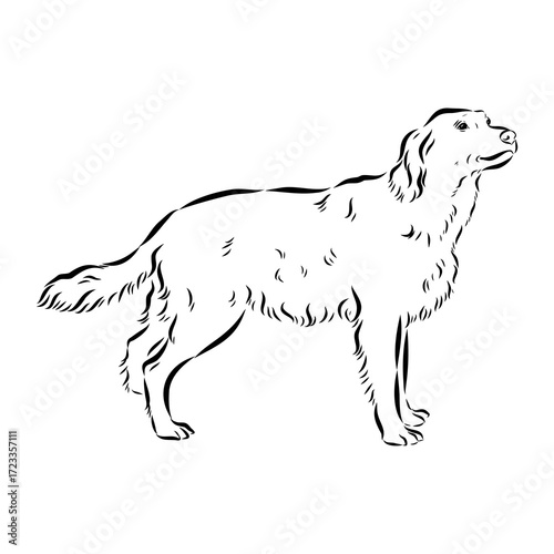 munsterlander, vector sketch