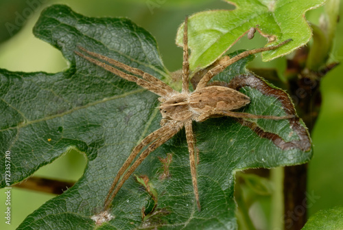 Nursery web spider, Pisaura mirabilis on leaf. Profile, close up