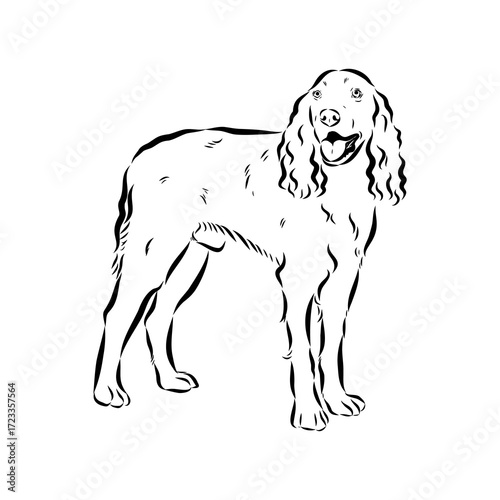 munsterlander, vector sketch