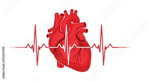 Understanding the interconnectedness of the human heart and its vital role in maintaining life through blood circulation and oxygen distribution.