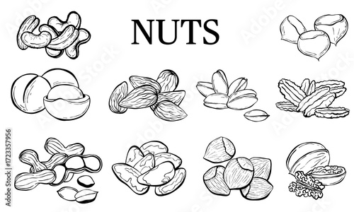 Hand drawn sketch nuts set.  Nuts vector illustrations isolated on white background.