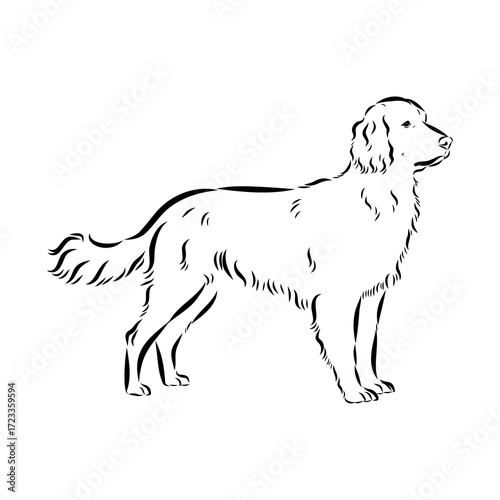 munsterlander, vector sketch